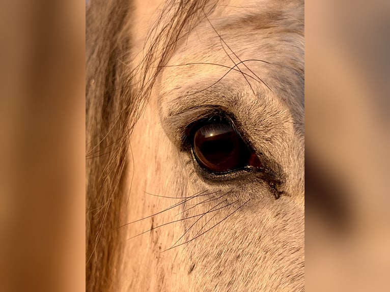 Schweres Warmblut Wallach 11 Jahre 163 cm Apfelschimmel in Frickingen
