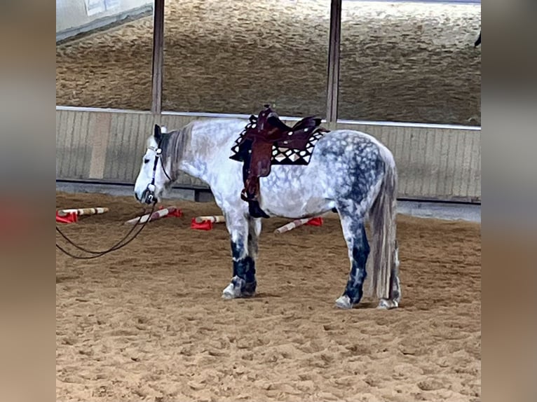 Schweres Warmblut Wallach 11 Jahre 163 cm Apfelschimmel in Frickingen