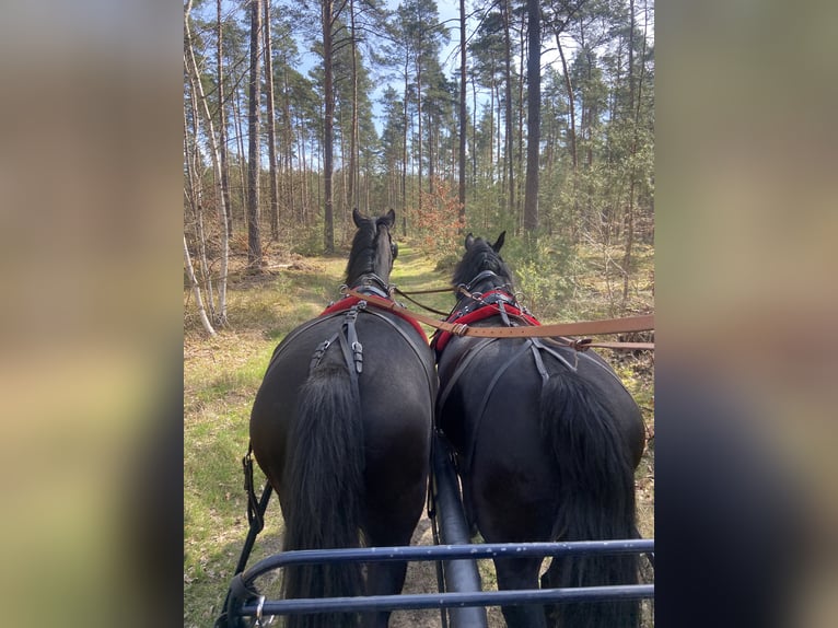 Schweres Warmblut Wallach 11 Jahre 165 cm Rappe in Altlandsberg