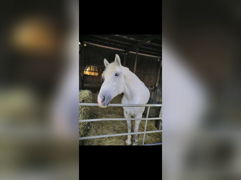 Schweres Warmblut Wallach 11 Jahre 171 cm Schimmel in Stutensee