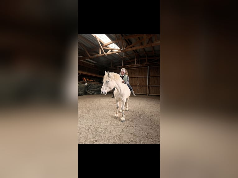 Schweres Warmblut Wallach 11 Jahre 171 cm Schimmel in Stutensee