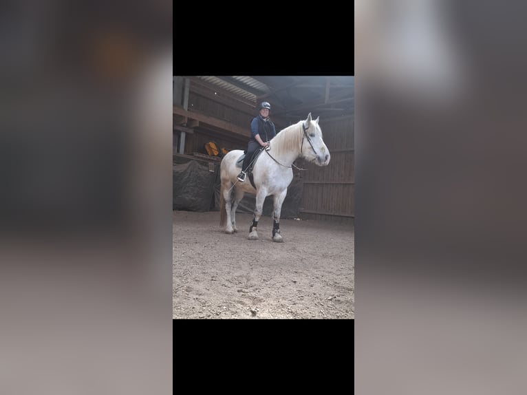 Schweres Warmblut Wallach 11 Jahre 171 cm Schimmel in Stutensee
