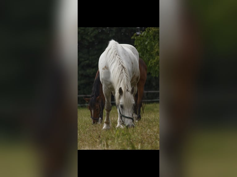 Schweres Warmblut Wallach 11 Jahre 171 cm Schimmel in Stutensee