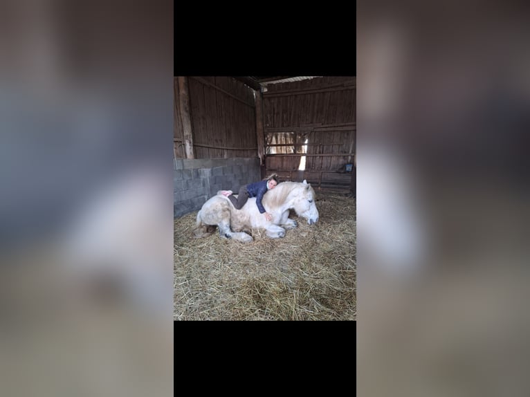 Schweres Warmblut Wallach 11 Jahre 171 cm Schimmel in Stutensee