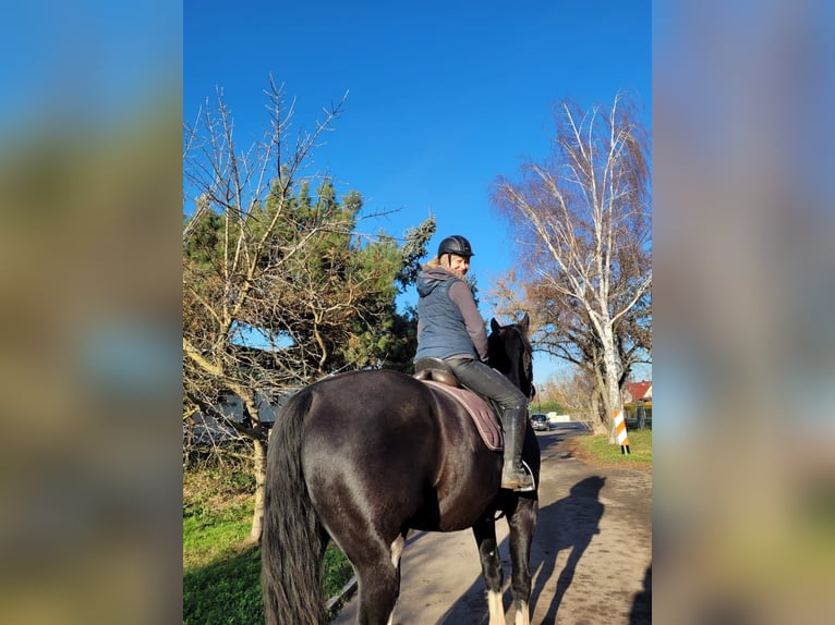 Schweres Warmblut Mix Wallach 11 Jahre 188 cm Rappe in Markranstädt