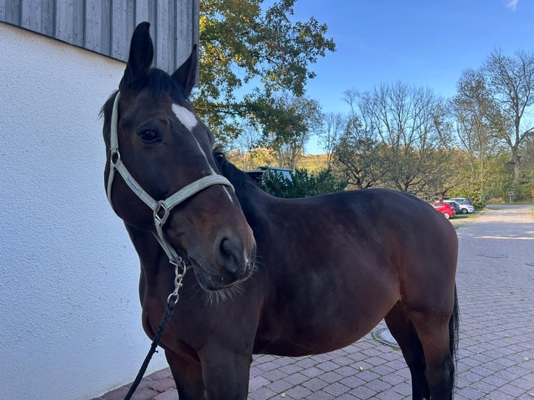 Schweres Warmblut Wallach 12 Jahre 172 cm Brauner in Ostfildern