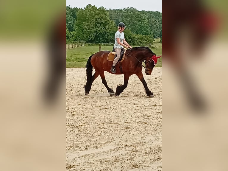 Schweres Warmblut Mix Wallach 12 Jahre 174 cm Dunkelbrauner in Dorsten