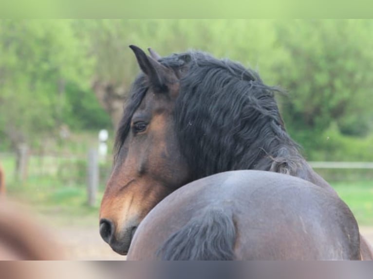 Schweres Warmblut Mix Wallach 12 Jahre 174 cm Dunkelbrauner in Dorsten