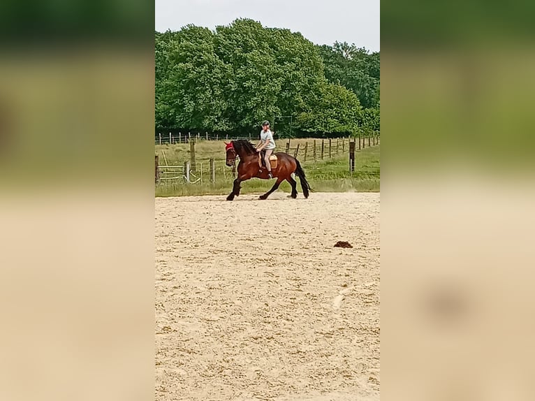 Schweres Warmblut Mix Wallach 12 Jahre 174 cm Dunkelbrauner in Dorsten