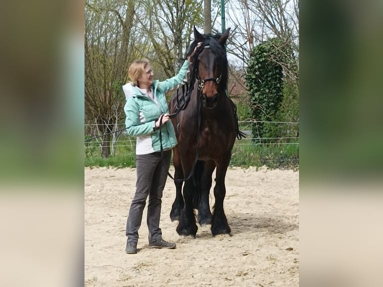 Schweres Warmblut Mix Wallach 12 Jahre 174 cm Dunkelbrauner in Dorsten