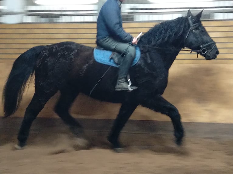 Schweres Warmblut Wallach 12 Jahre 175 cm Rappe in Kamenz