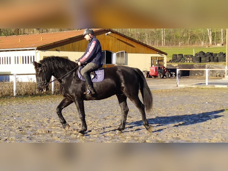 Schweres Warmblut Wallach 12 Jahre 175 cm Rappe in Kamenz