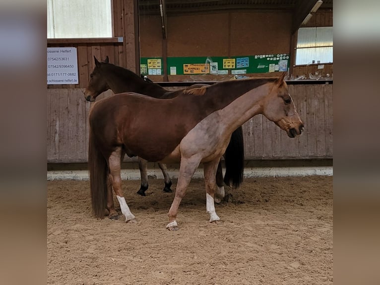 Schweres Warmblut Mix Wallach 13 Jahre 155 cm Dunkelfuchs in Tettnang