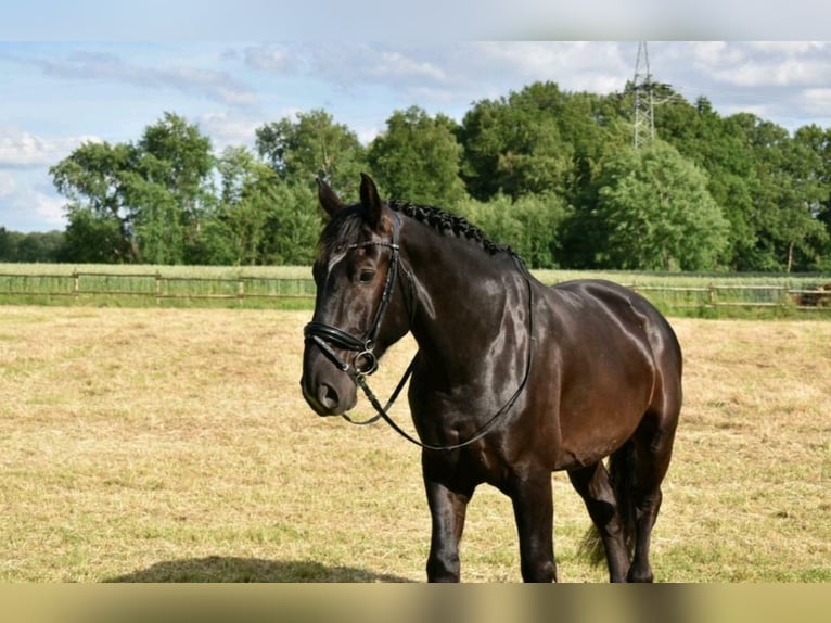 Schweres Warmblut Wallach 13 Jahre 163 cm Rappe in Telgte