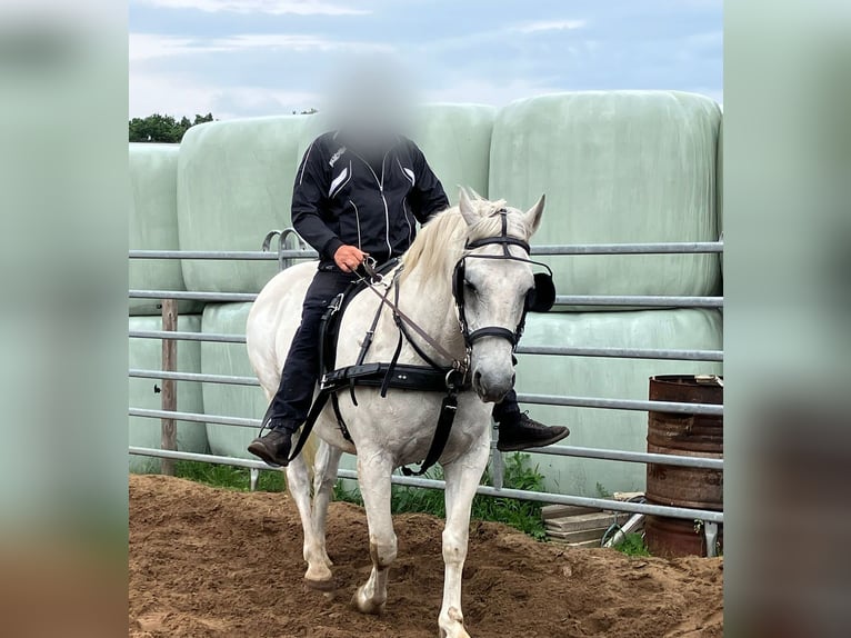 Schweres Warmblut Wallach 13 Jahre 166 cm Fliegenschimmel in Werlte