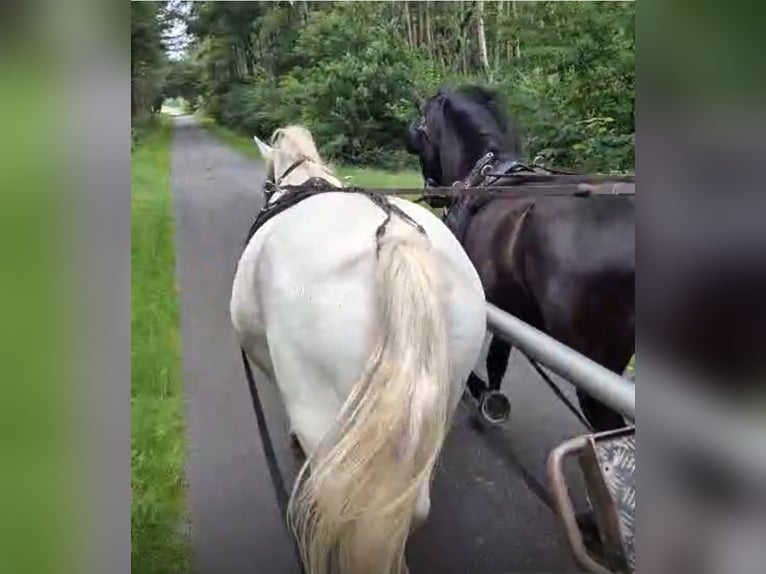 Schweres Warmblut Wallach 13 Jahre 166 cm Fliegenschimmel in Werlte