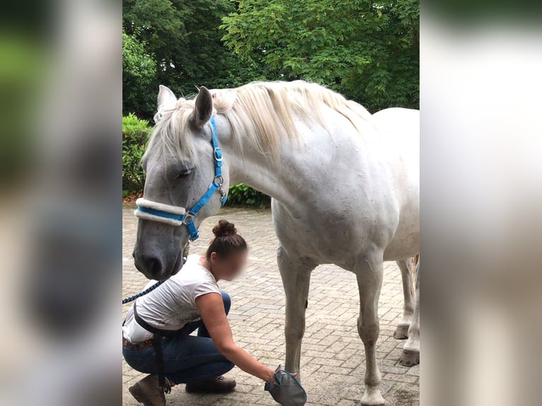 Schweres Warmblut Wallach 13 Jahre 166 cm Fliegenschimmel in Werlte