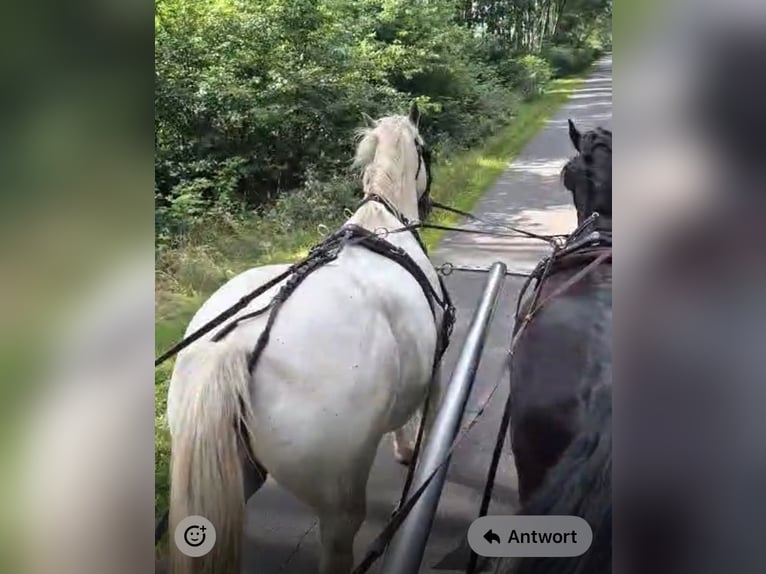 Schweres Warmblut Wallach 13 Jahre 166 cm Fliegenschimmel in Werlte
