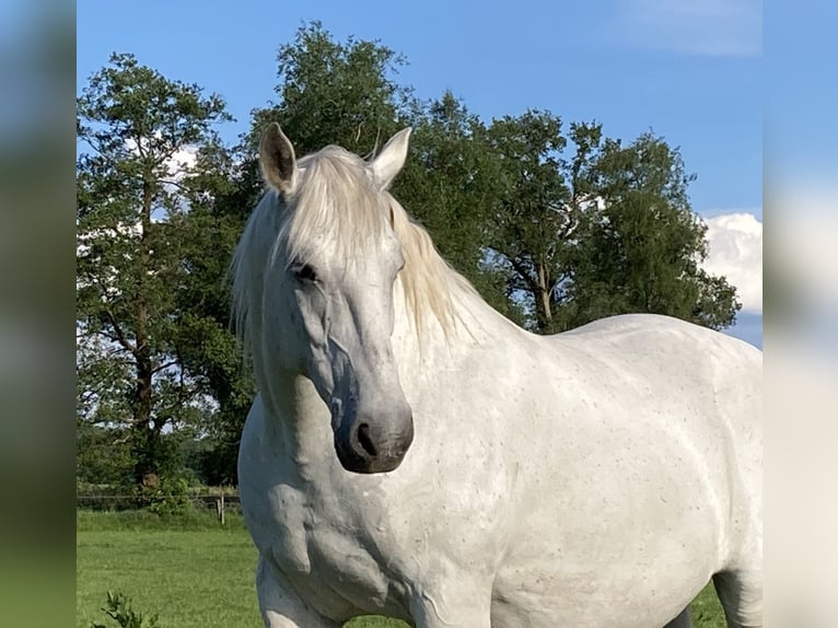 Schweres Warmblut Wallach 13 Jahre 166 cm Fliegenschimmel in Werlte
