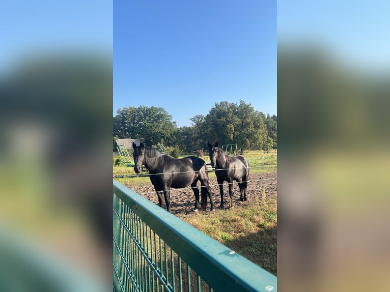 Schweres Warmblut Wallach 13 Jahre 174 cm Rappe in Kamenz