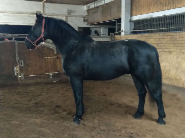 Schweres Warmblut Wallach 13 Jahre 174 cm Rappe in Kamenz