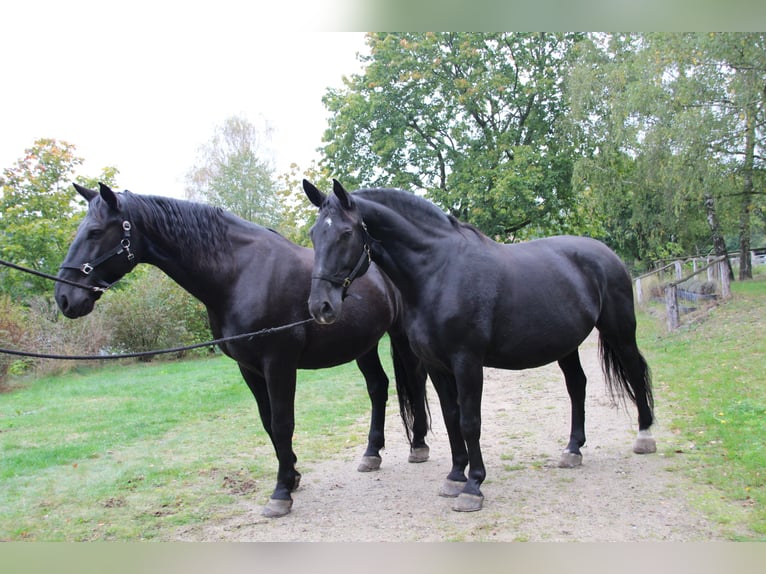 Schweres Warmblut Mix Wallach 13 Jahre 180 cm Rappe in Alt Ruppin