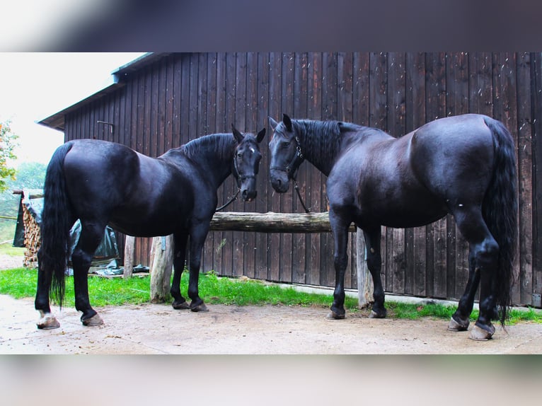 Schweres Warmblut Mix Wallach 13 Jahre 180 cm Rappe in Alt Ruppin