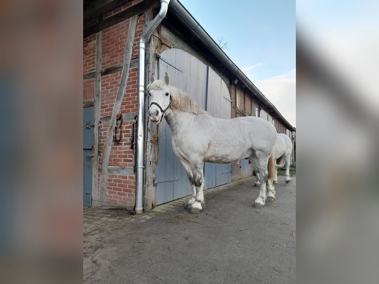 Schweres Warmblut Wallach 14 Jahre 158 cm Schimmel in Wustrow