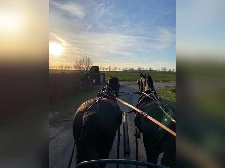Schweres Warmblut Wallach 14 Jahre 170 cm Rappe in Elisenau Schweres Warmblut Wallach 14 Jahre 170 cm Rappe in Elisenau