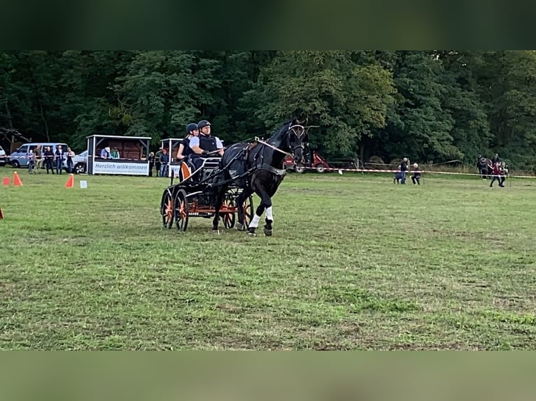 Schweres Warmblut Wallach 14 Jahre 170 cm Rappe in Elisenau Schweres Warmblut Wallach 14 Jahre 170 cm Rappe in Elisenau