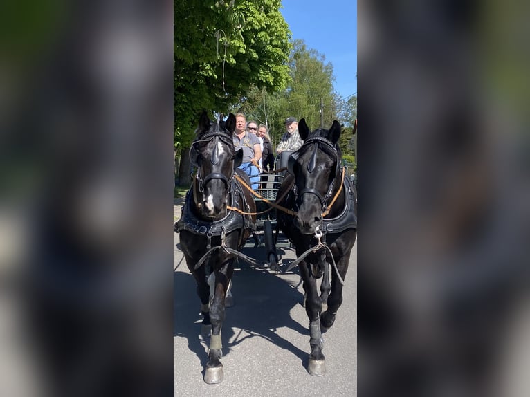 Schweres Warmblut Wallach 14 Jahre 170 cm Rappe in Elisenau Schweres Warmblut Wallach 14 Jahre 170 cm Rappe in Elisenau