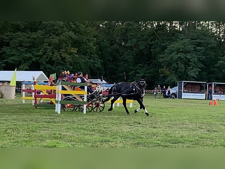 Schweres Warmblut Wallach 14 Jahre 170 cm Rappe in Elisenau Schweres Warmblut Wallach 14 Jahre 170 cm Rappe in Elisenau