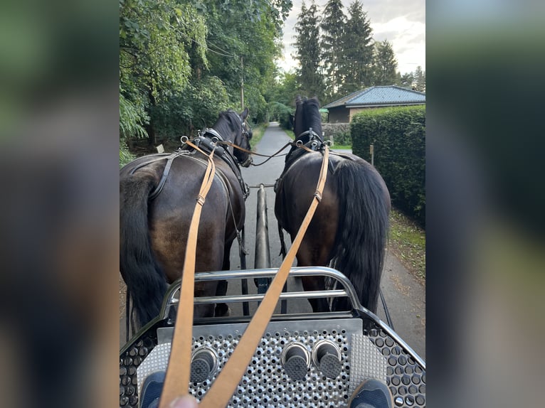 Schweres Warmblut Wallach 14 Jahre 170 cm Rappe in Elisenau Schweres Warmblut Wallach 14 Jahre 170 cm Rappe in Elisenau