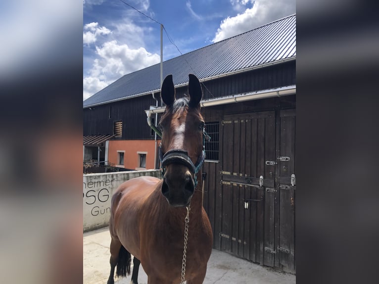 Schweres Warmblut Wallach 15 Jahre 175 cm Brauner in Thalheim / Erzgebirge