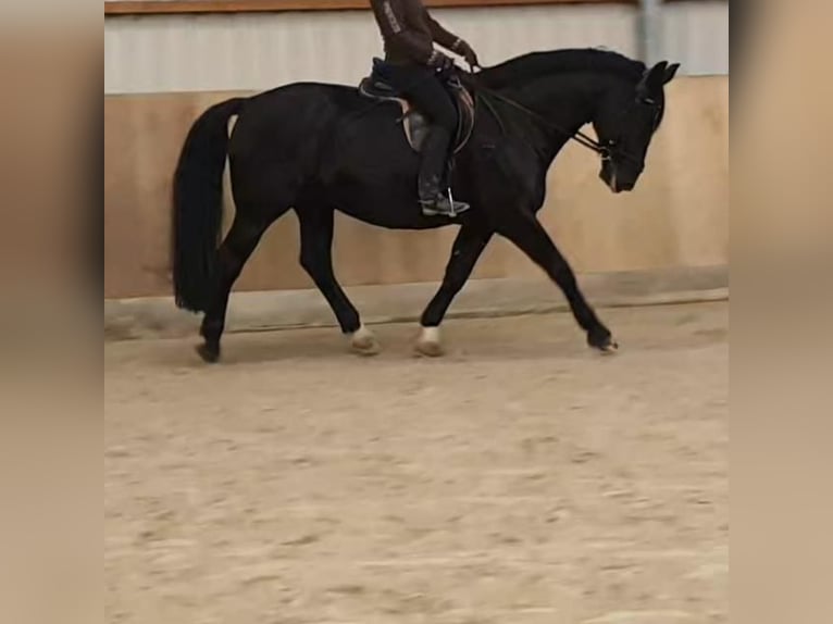 Schweres Warmblut Wallach 15 Jahre 175 cm Rappe in Wolfenbüttel