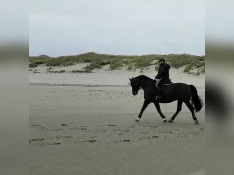 Schweres Warmblut Wallach 15 Jahre 175 cm Rappe in Wolfenbüttel