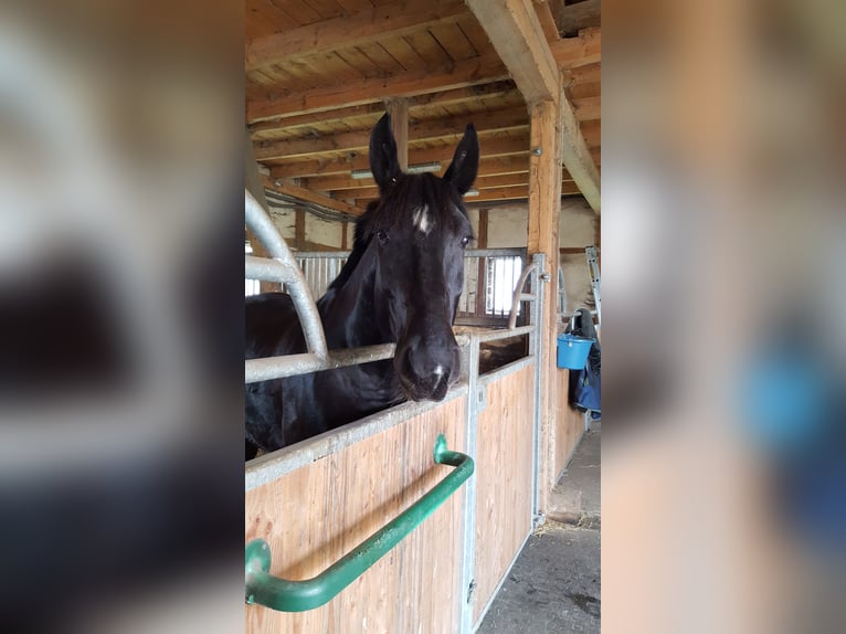 Schweres Warmblut Wallach 15 Jahre 175 cm Rappe in Wolfenbüttel