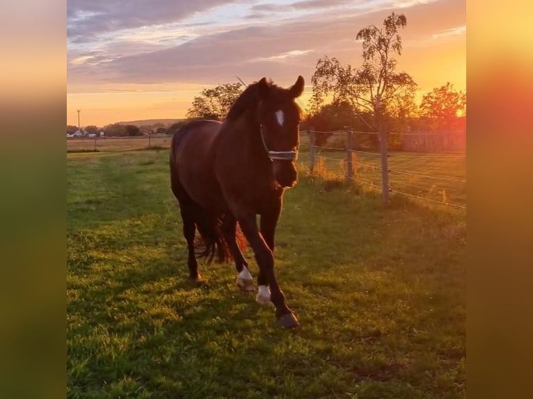Schweres Warmblut Wallach 15 Jahre 175 cm Rappe in Wolfenbüttel
