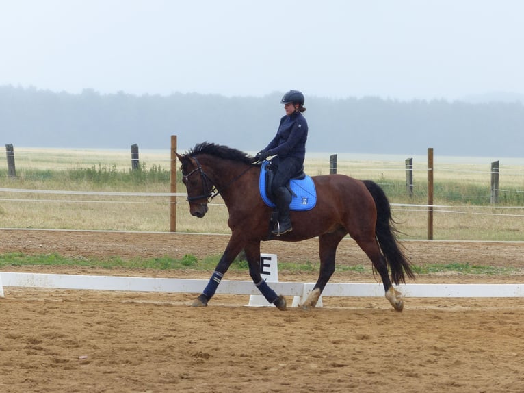 Schweres Warmblut Wallach 16 Jahre 168 cm in Gro&#xDF;hennersdorf