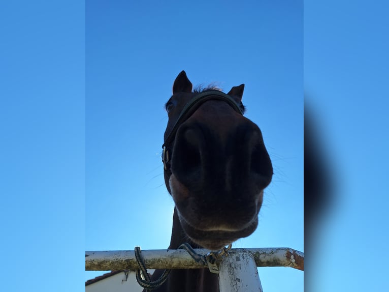 Schweres Warmblut Wallach 16 Jahre 168 cm in Gro&#xDF;hennersdorf