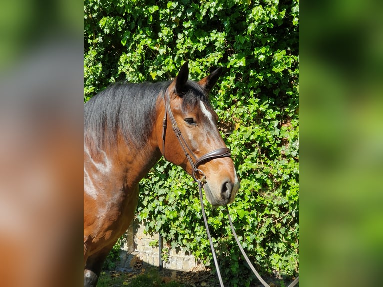 Schweres Warmblut Wallach 16 Jahre 168 cm Dunkelbrauner in Sendenhorst