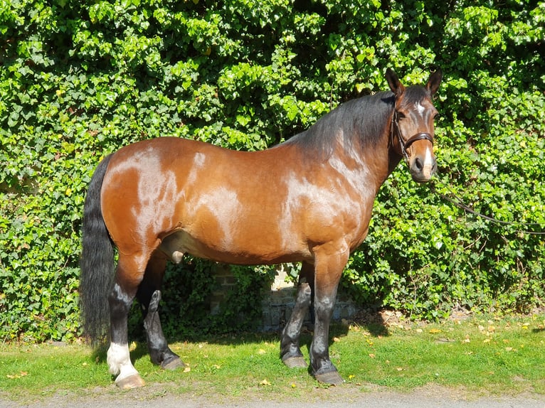 Schweres Warmblut Wallach 16 Jahre 168 cm Dunkelbrauner in Sendenhorst