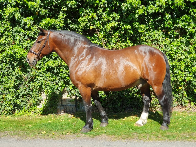 Schweres Warmblut Wallach 16 Jahre 168 cm Dunkelbrauner in Sendenhorst