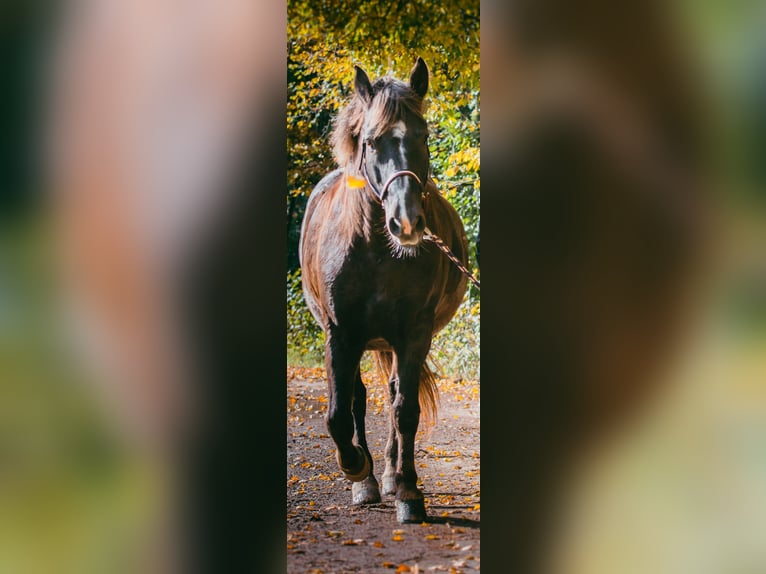 Schweres Warmblut Mix Wallach 17 Jahre 150 cm Dunkelfuchs in Limbach