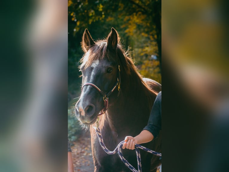 Schweres Warmblut Mix Wallach 17 Jahre 150 cm Dunkelfuchs in Limbach