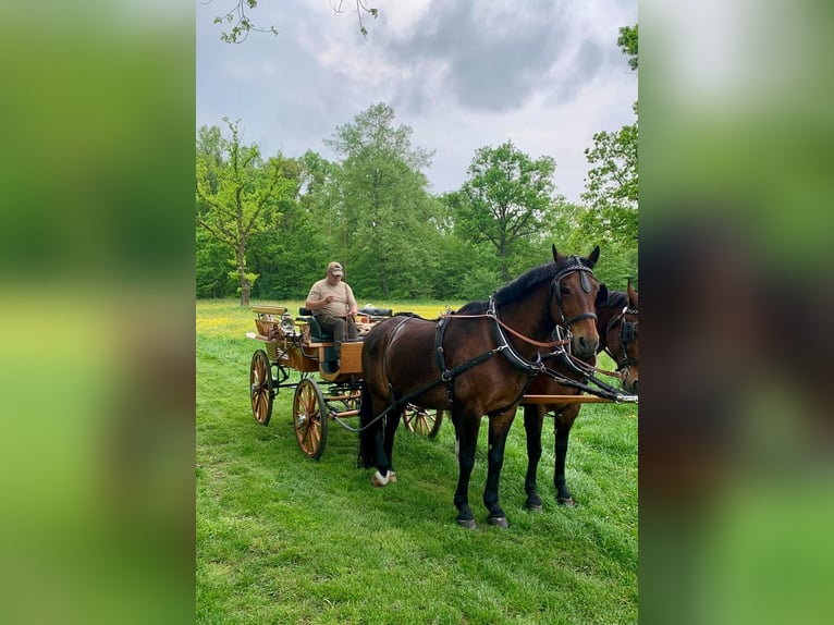 Schweres Warmblut Wallach 18 Jahre 170 cm Brauner in Görlitz