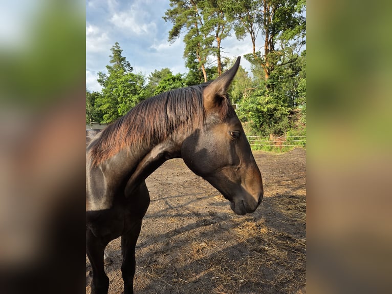 Schweres Warmblut Wallach 1 Jahr 168 cm Dunkelbrauner in Drieschnitz-Kahsel