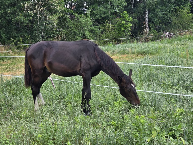 Schweres Warmblut Wallach 1 Jahr 168 cm Dunkelbrauner in Drieschnitz-Kahsel