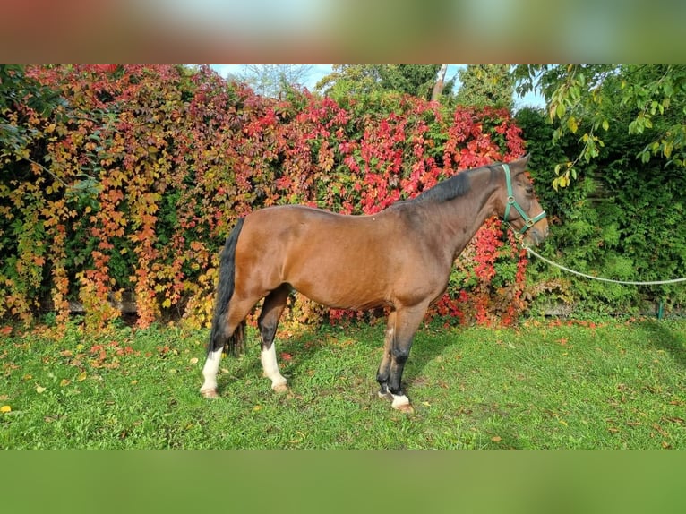 Schweres Warmblut Wallach 20 Jahre 162 cm Brauner in Mannheim