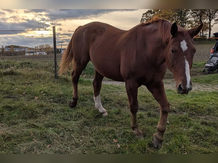 Schweres Warmblut Wallach 20 Jahre 165 cm Fuchs in Kamenz